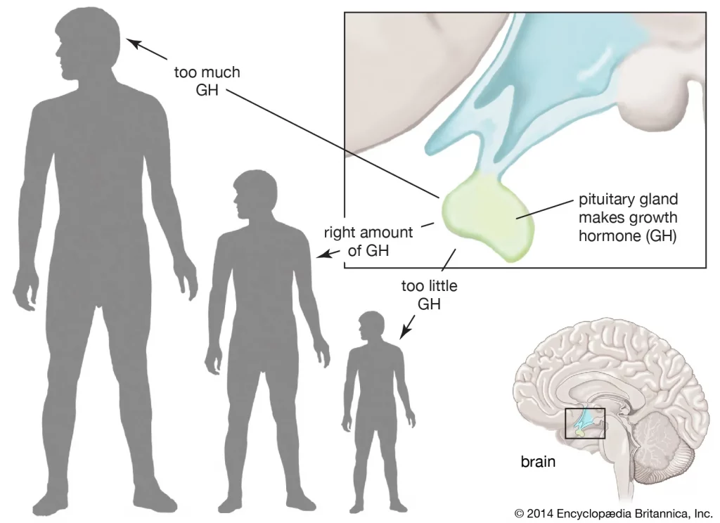 What is somatropin Hgh