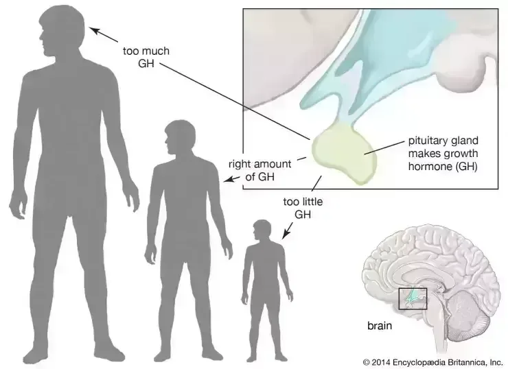 What is somatropin Hgh 1 somatropin Hgh
