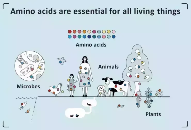 What are amino acids 2022? What are amino acids