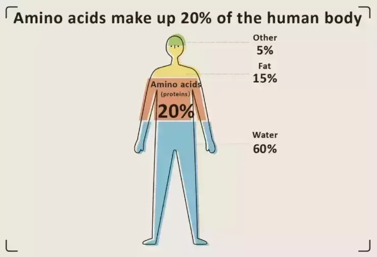 What are amino acids 2022? What is amino acids